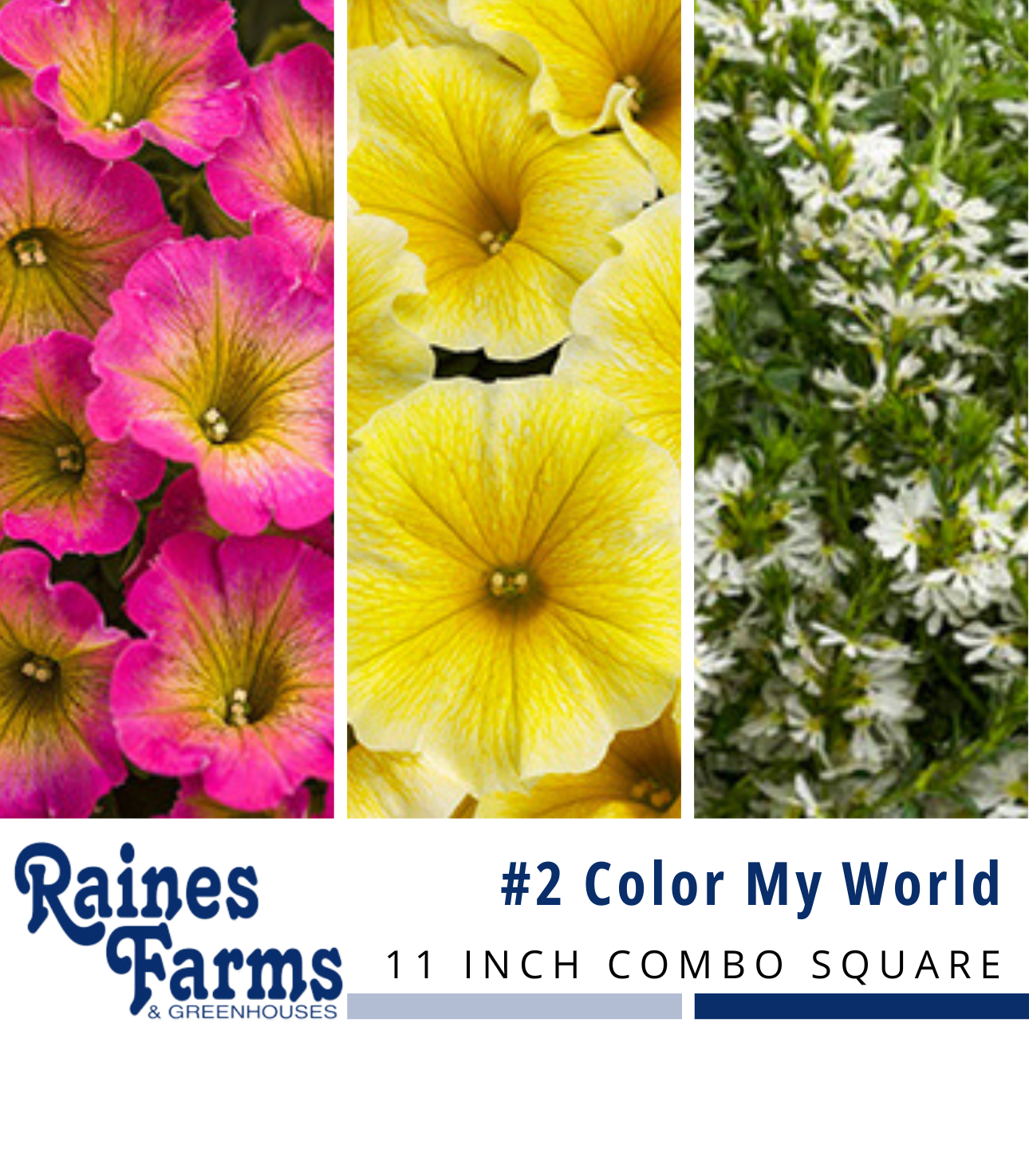 #2: Color My World 11 Inch Combo Square